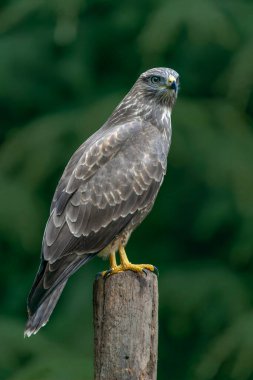 Hollanda 'daki Noord Brabant ormanında bir avla birlikte bir dalda Kuzey Goshawk Yetişkinleri (Accipiter gentilis).                                                              
