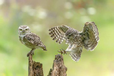 Güzel Kazıcı Baykuşlar (Athene cunicularia)  