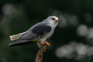 Kara kanatlı uçurtma (Elanus caeruleus) bir ağacın dalında. Yeşil arka plan. Noord Brabant Hollanda 'da