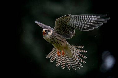 The red-footed falcon (Falco vespertinus) sitting on a branch. Blurry green background. Noord Brabant in the Netherlands.                               