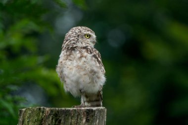 Kazan Baykuş (athene cunicularia)