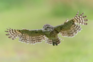 Güzel, dev bir Avrupa Kartal Baykuşu (Bubo bubo) uçuyor. Hollanda 'daki vahşi yaşam sahnesi.                                                 