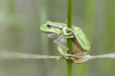 Avrupa Ağaç Kurbağası (Hyla arborea) Hollanda 'nın Noord Brabant kentindeki ormanda çimlerin üzerinde çırpınıyor.                                