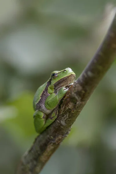 European Tree Frog Hyla Arborea Sclimbing Grass Forest Noord Brabant — Stock Photo, Image