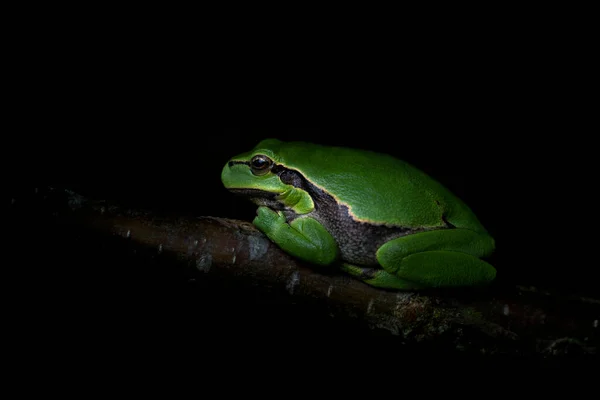 European Tree Frog Hyla Arborea Sclimbing Grass Forest Noord Brabant — Stock Photo, Image