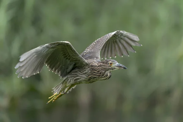 Gyönyörű Fiatal Éjszakai Heron Nycticorax Nycticorax Repülés Közben Noord Brabant — Stock Fotó