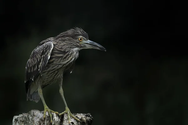 Piękna Młodociana Czapla Nocna Nycticorax Nycticorax Gałęzi Noord Brabant Holandii — Zdjęcie stockowe