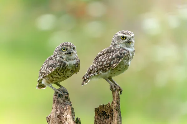 Hermosas Lechuzas Athene Cunicularia — Foto de Stock