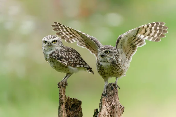 Beautiful Burrowing Owls Athene Cunicularia — Stock Photo, Image