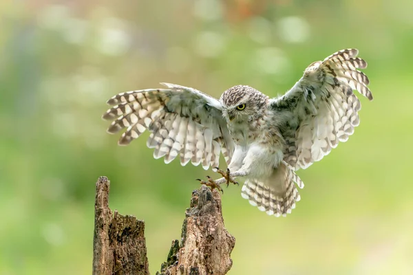 Grävande Uggla Athene Cunicularia Flygning — Stockfoto