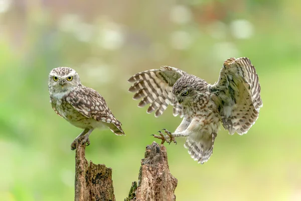 Beautiful Burrowing Owls Athene Cunicularia — Stock Photo, Image