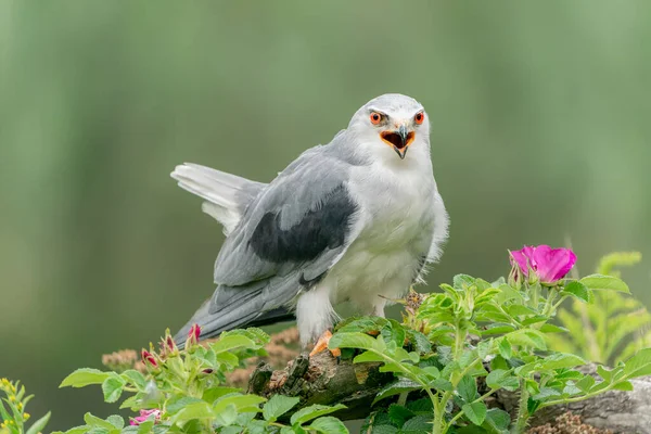 Kara Kanatlı Uçurtma Elanus Caeruleus Bir Ağacın Dalında Yeşil Arka — Stok fotoğraf