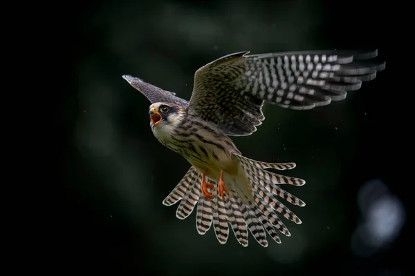 Red Footed Falcon Falco Vespertinus Sitting Branch Blurry Green Background — Stockfoto