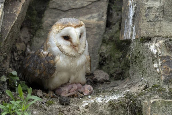 母亲和孩子 小鸡Barn猫头鹰 Tyto Alba 荷兰的Noord Brabant — 图库照片