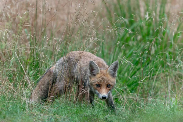Beautiful Red Fox Vulpes Vulpes Natural Environment Forest Noord Brabant — Stock Photo, Image
