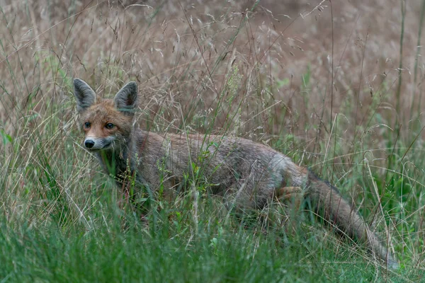 Linda Raposa Vermelha Vulpes Vulpes Ambiente Natural Floresta Noord Brabant — Fotografia de Stock