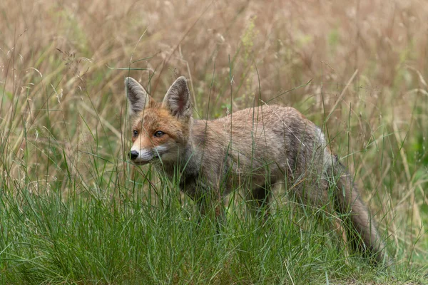 Beautiful Red Fox Vulpes Vulpes Natural Environment Forest Noord Brabant — Stock Photo, Image