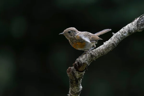 Hollanda Nın Brabant Brabant Ormanında Bir Dal Üzerinde Junenile Robin — Stok fotoğraf