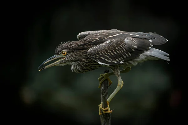 Hermosa Garza Nocturna Juvenil Nycticorax Nycticorax Noord Brabant Los Países — Foto de Stock