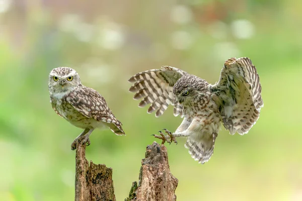 Corujas Burrowing Bonitas Athene Cunicularia — Fotografia de Stock