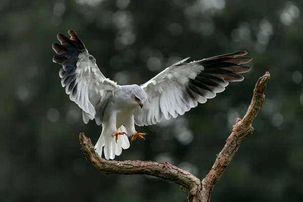 Pipa Asa Preta Elanus Caeruleus Galho Uma Árvore Fundo Verde — Fotografia de Stock