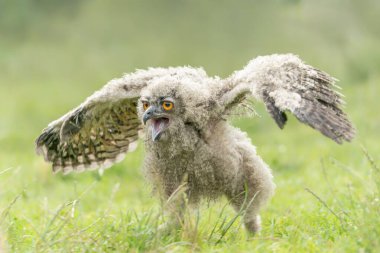 Genç ve güzel bir Avrupalı Kartal Baykuşu (Bubo bubo). Hollanda 'da Gelderland. 