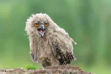 Genç ve güzel bir Avrupalı Kartal Baykuşu (Bubo bubo). Hollanda 'da Gelderland. 