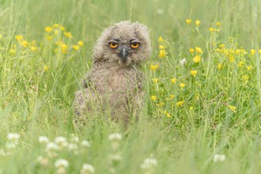 Genç ve güzel bir Avrupalı Kartal Baykuşu (Bubo bubo). Hollanda 'da Gelderland. 