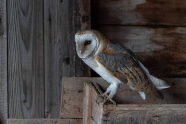 Güzel Ahır Baykuşu (Tyto alba) Hollanda       