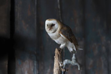 Güzel Ahır Baykuşu (Tyto alba) Hollanda       