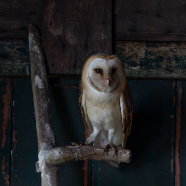 Güzel Ahır Baykuşu (Tyto alba) Hollanda       