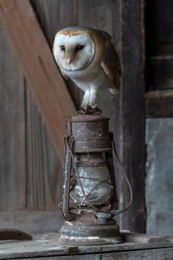 Güzel Ahır Baykuşu (Tyto alba) Hollanda       