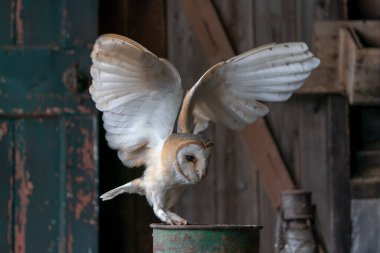 Güzel Ahır Baykuşu (Tyto alba) Hollanda       