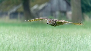 Güzel, dev bir Avrupa Kartal Baykuşu (Bubo bubo) uçuyor. Hollanda 'daki vahşi yaşam sahnesi.                                                 