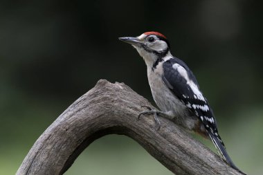                               Great Spotted Woodpecker ( Dendrocopos major) in a tree in the forest of Noord Brabant in the Netherlands. Green background.