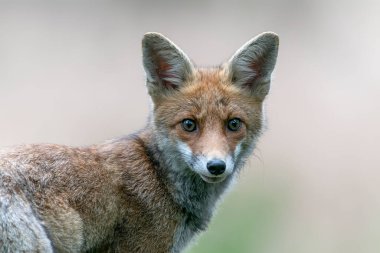  Doğal ortamda kızıl tilki portresi (Vulpes vulpes). Hollanda 'daki Noord Brabant ormanında..                                                                   