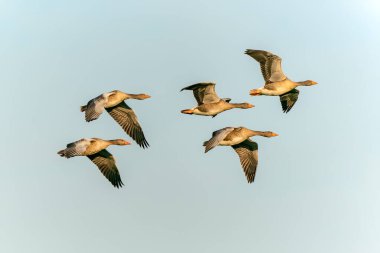 Greylag Goose (Anser anser) uçuyor. Hollanda 'da Gelderland.                               