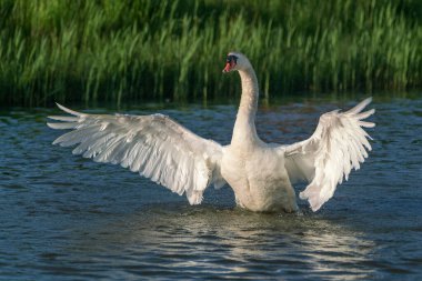  Dilsiz Kuğu (Cygnus olor) kanatlarını açıp havalanmaya hazır. Hollanda 'da Gelderland.                           