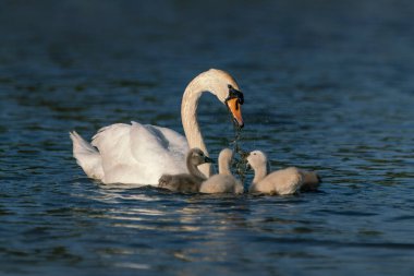 Anne Dilsiz Kuğu (Cygnus olor) yavrularını besler. Hollanda 'da Gelderland.                               
