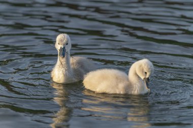 Duck babies - Spring mallard (Anas platyrhynchos) ducklings swimming. Ducklings in water. Gelderland in the Netherlands.             