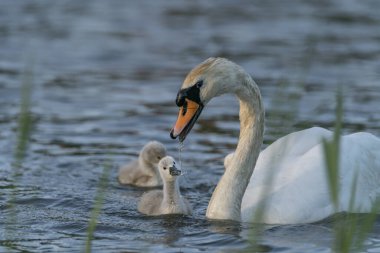 Anne Dilsiz Kuğu (Cygnus olor) yavrularını besler. Hollanda 'da Gelderland.                               