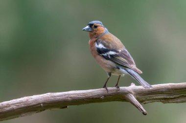 Hollanda 'nın Noord Brabant ormanında Güzel Hawfinch (Coccothraustes coccothraustes).                   