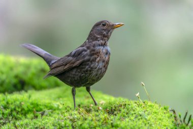 Hollanda 'da, Noord Brabant ormanında yaygın olarak rastlanan kırmızıbaşlangıç (Phoenicurus phoenicurus)          
