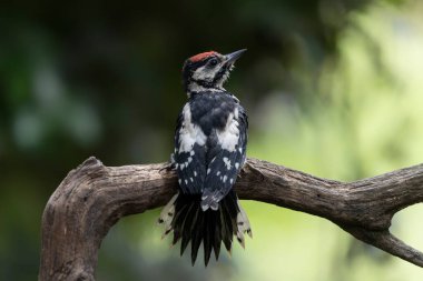 Hollanda, Noord Brabant ormanında Büyük Benekli Ağaçkakan (Dendrocopos major).