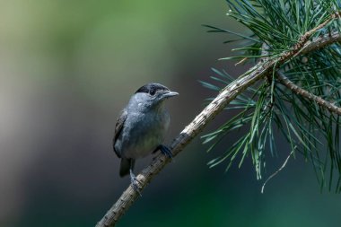  Siyah şapkalı erkek (Sylvia atricapilla) Hollanda ormanında bir dalda oturuyor..  