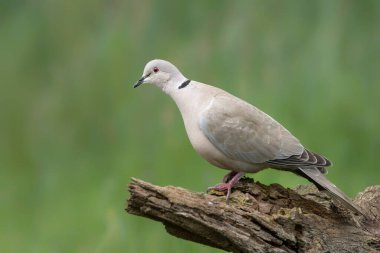Bir dalın üzerinde Avrasya Yakalı Güvercini (Streptopelia decaocto). Hollanda 'daki Gelderland. Bokeh arkaplanı.         
