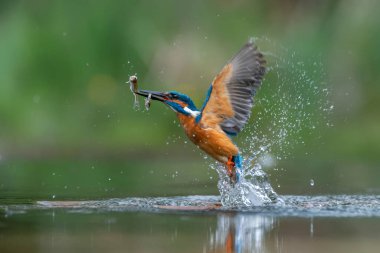 Hollanda 'nın Overijssel ormanında ortak Kingfisher (Alcedo) balık yakalar..