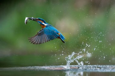 Hollanda 'nın Overijssel ormanında ortak Kingfisher (Alcedo) balık yakalar..