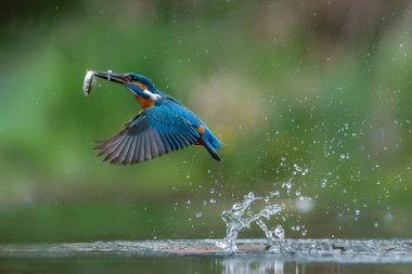 Hollanda 'nın Overijssel ormanında ortak Kingfisher (Alcedo) balık yakalar..