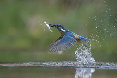 Hollanda 'nın Overijssel ormanında ortak Kingfisher (Alcedo) balık yakalar..